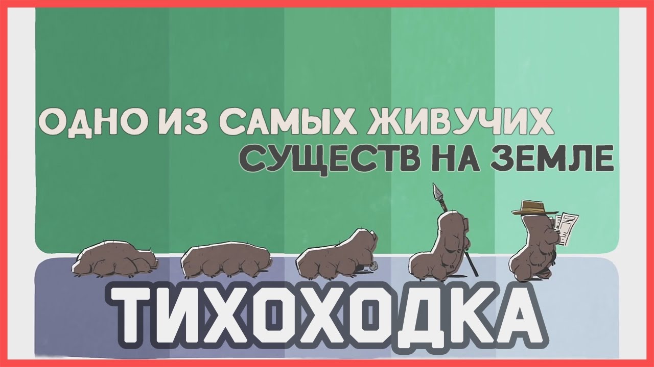 Edu: Знакомьтесь, тихоходка