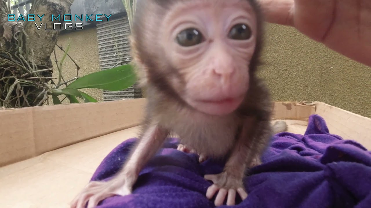 BABY MONKEY MOCA RELAXING BEFORE BATHING, LETS TAKE A LOOK HER CUTE FACE GUYS