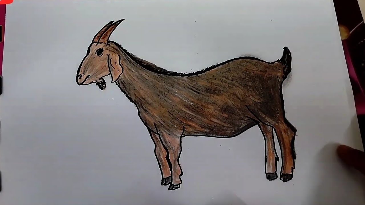 Goat Drawing with coloring for kids school projects