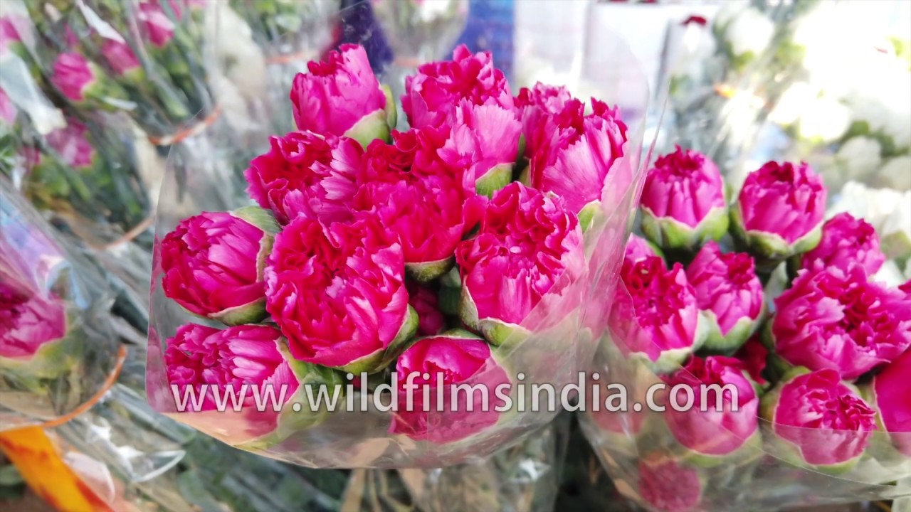 Carnation bunches for sale at Ghazipur Phool Mandi - A paradise for anthophiles