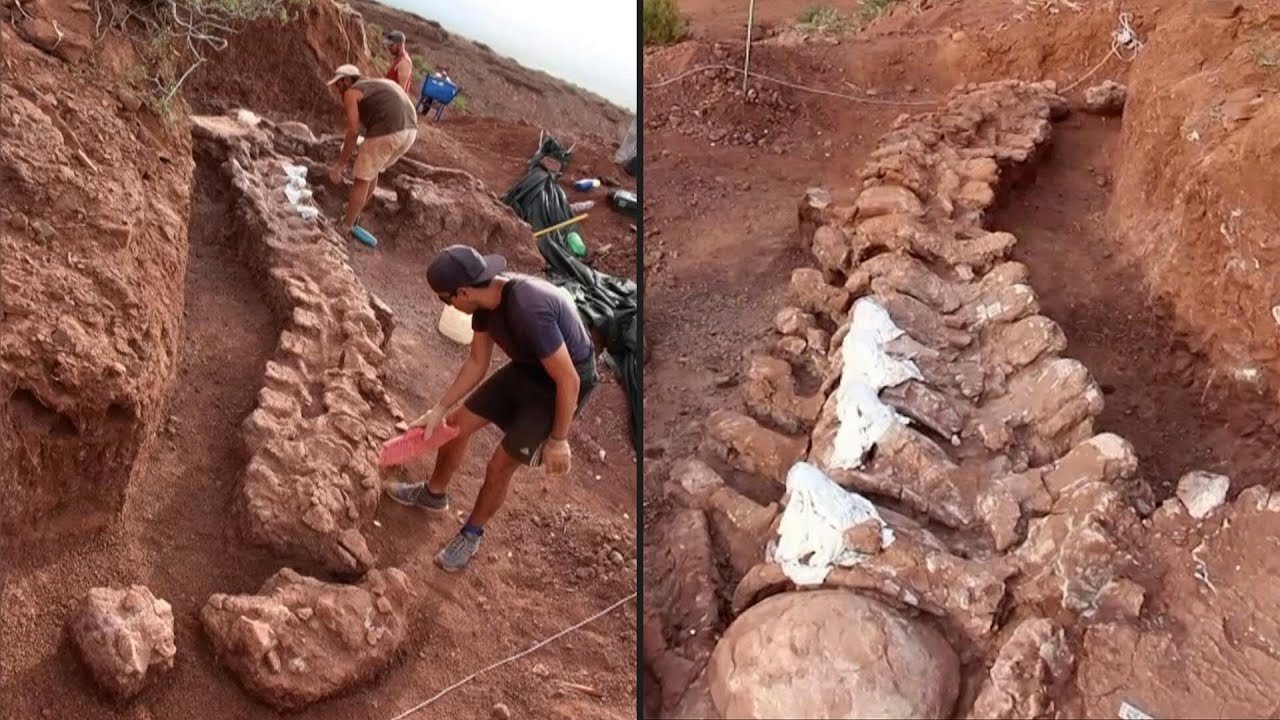 Dinossauro encontrado na Argentina pode ser o maior conhecido | AFP