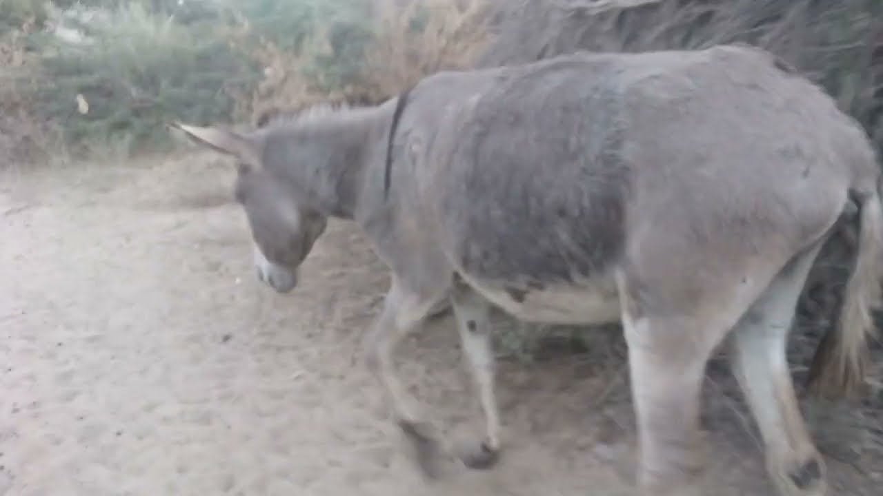 #donkey#animal#best #video #please #subscriber 