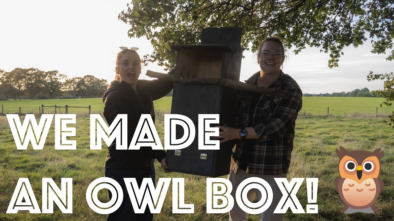 Tawny Owl Box - THE BUILD