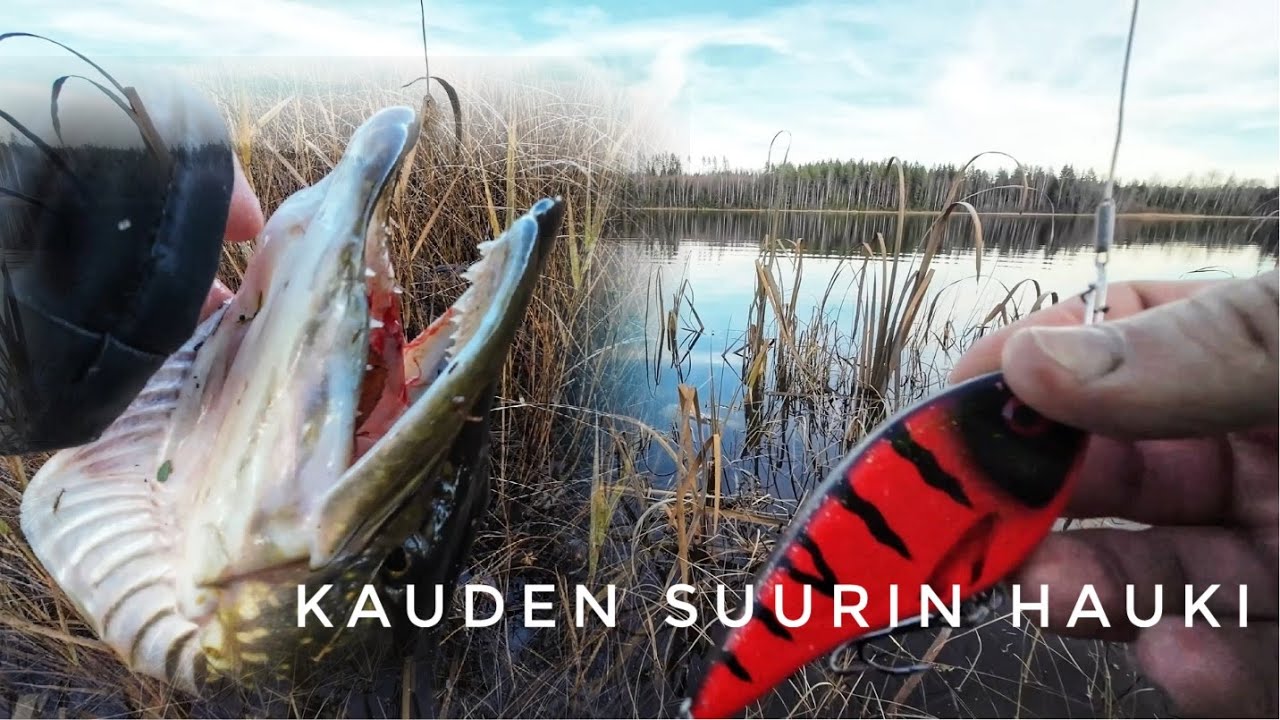 HAUEN RANTAKALASTUSTA MARRASKUUSSA | KAUDEN SUURIN | ARVONNAN TULOS