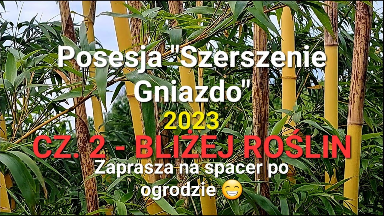 WYSOKI BAMBUS - Vivax Aureocaulis - Posesja 