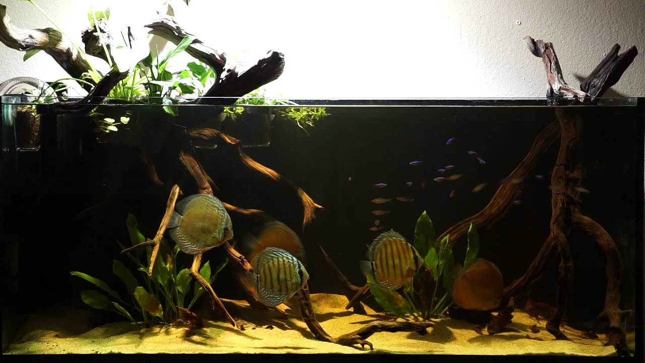 Discus Biotope (Blackwater Riparium)(Elos 120)