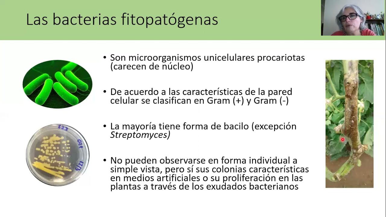 Enfermedades bacterianas tomate