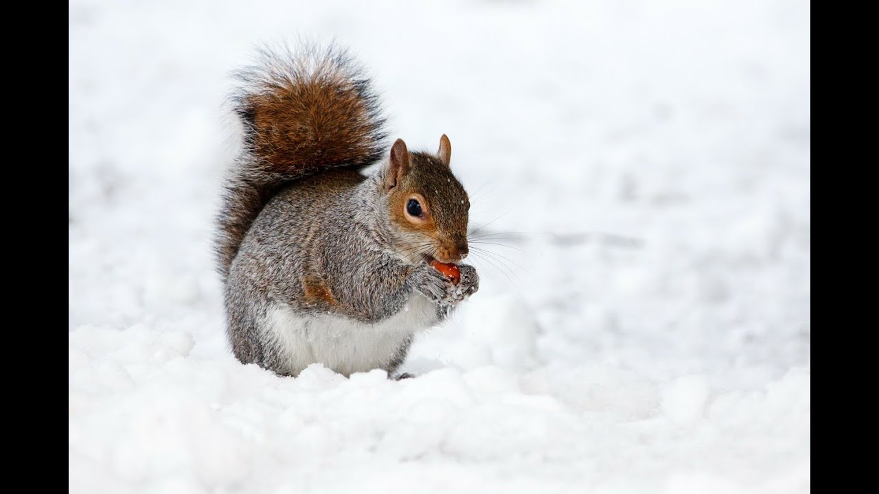Bonjour Monsieur l'Hiver - Jacky Galou