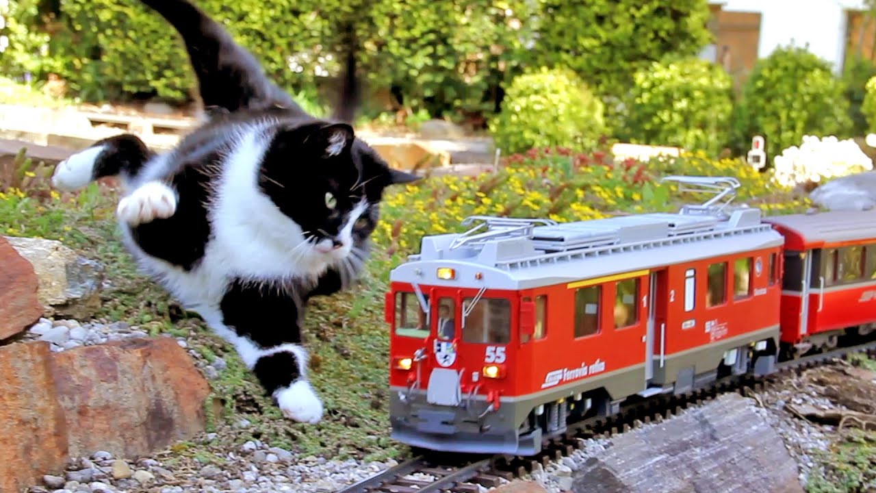 Katze vs. Gartenbahn V