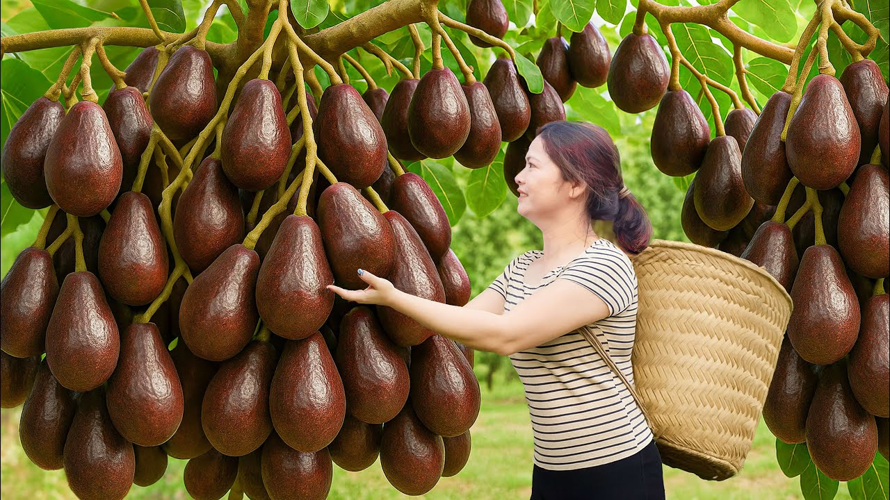 Harvesting Rare Avocado from Village Market + Homemade Tropical Avocado Smoothie