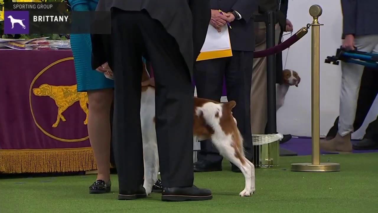 Brittanys | Breed Judging 2020