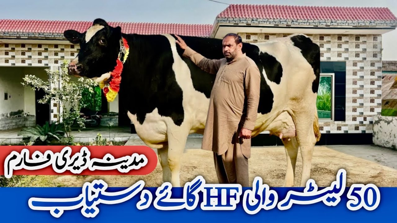 Madina Dairy Farm | Australian Friesian cows | Best Australian Heifers in Bhalwal 