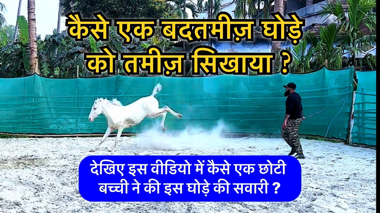 कैसे एक बदतमीज़ घोड़े को तमीज़ सिखाया ?  #indianhorsemen #horsetraining #horse