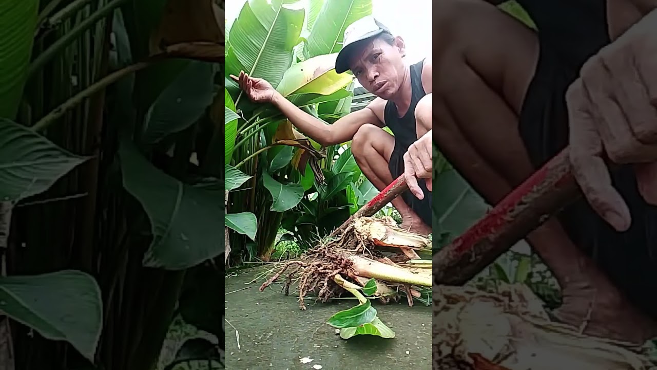 malago na