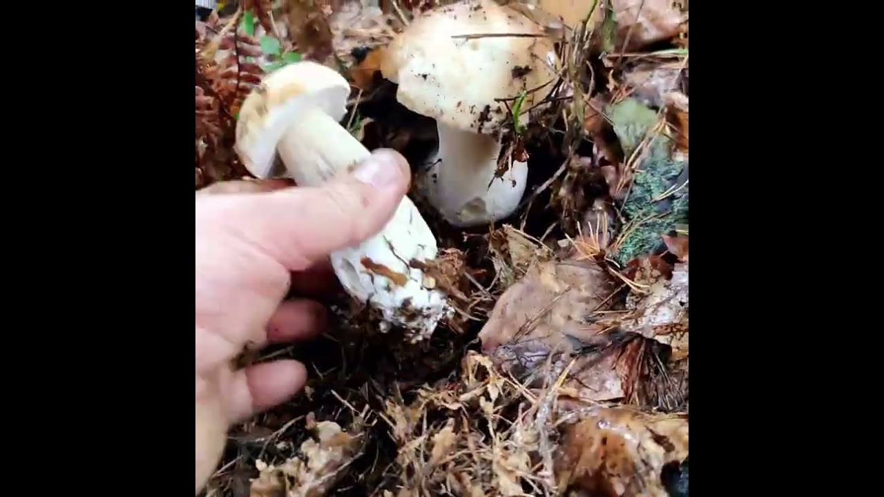 Penny bun or porcini in Czechia near Prague. 