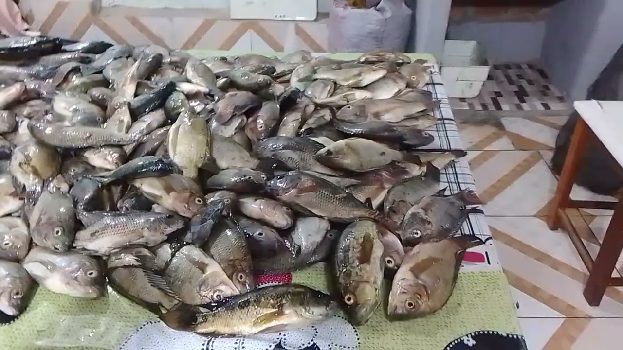 Muito peixe nesse reservatório 