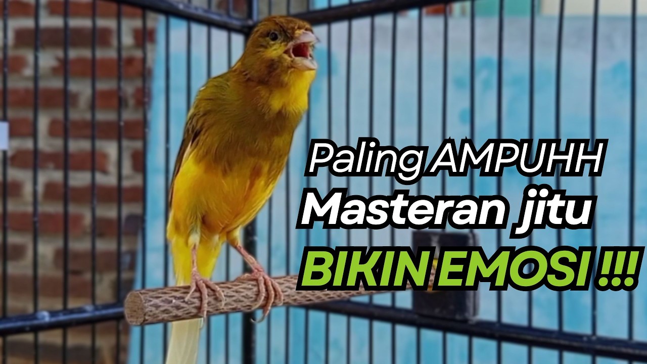 KENARI GACOR Cuit CUIT BIRAHI UNTUK PANCINGAN & MASTERAN Kenari PAUD AGAR BUNYI