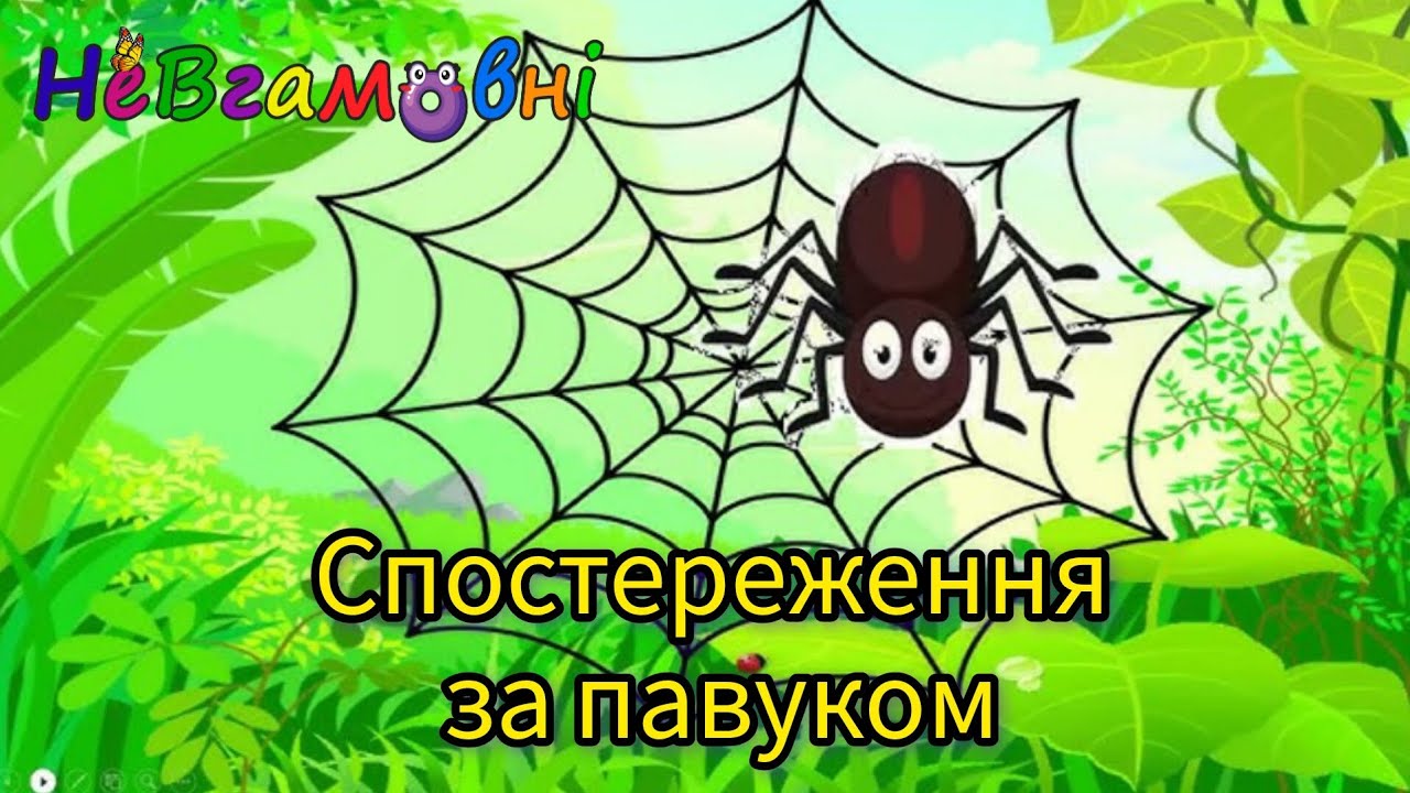 Спостереження за павуком