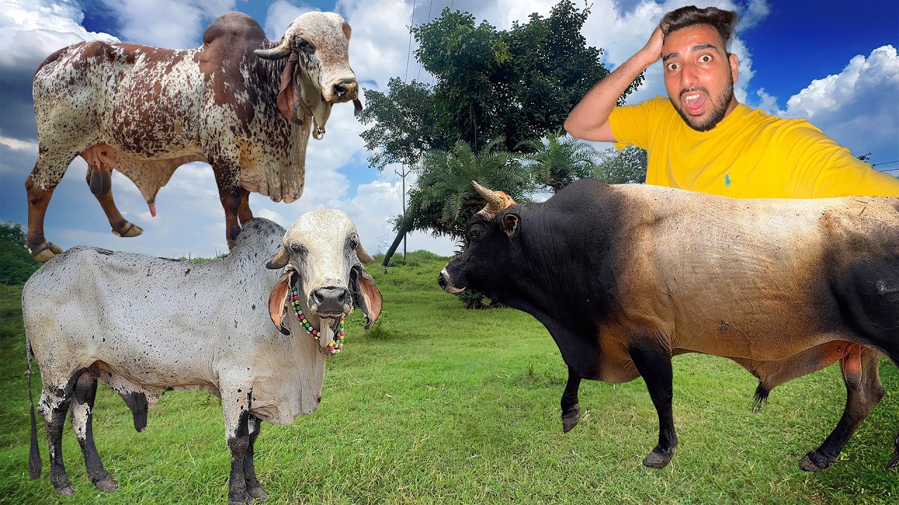 Arjun & Bheem Vs Jersey Bull Fight⚔️🤬Kon Jitega