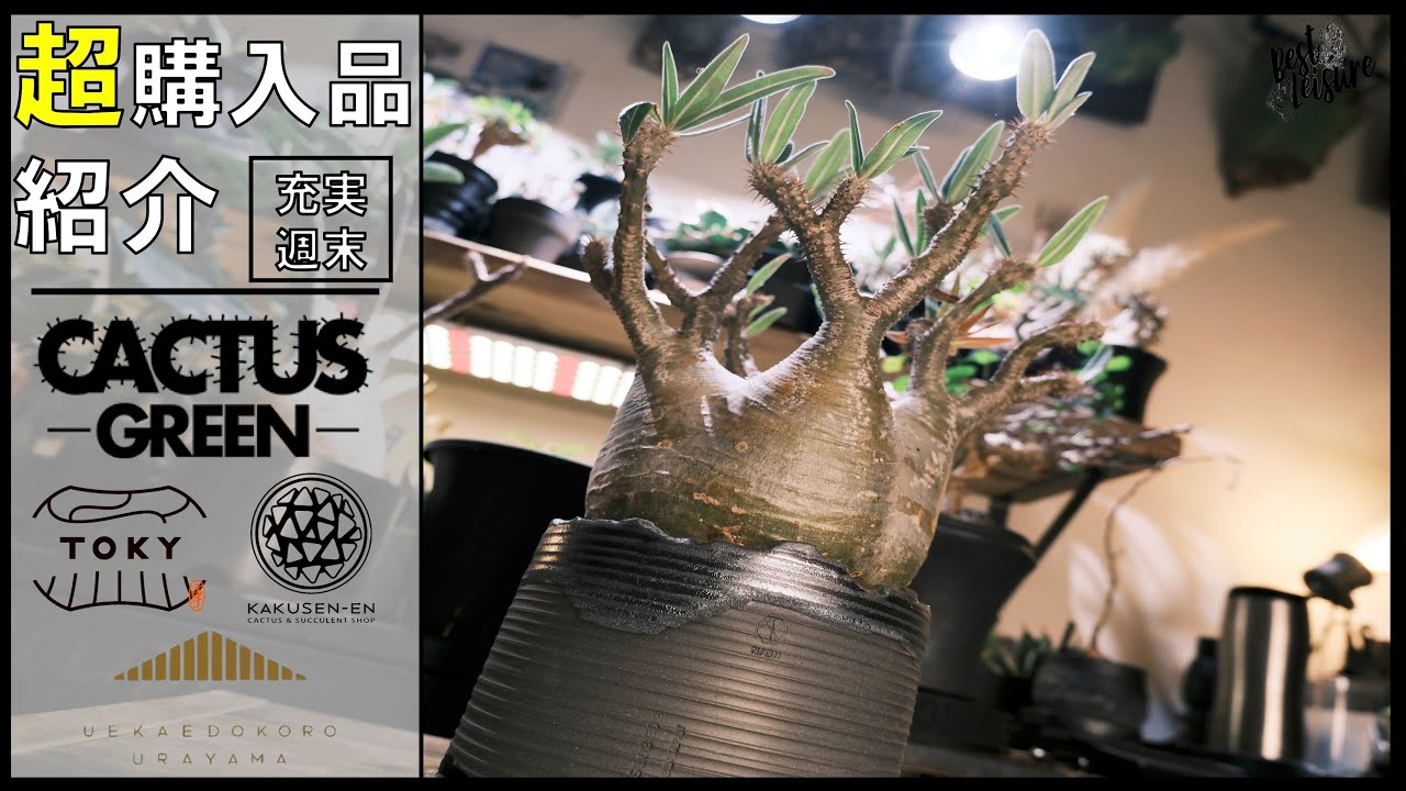 【過去一グラキリス！】購入品紹介と植え替え｜コミュフォラ｜CACTUS GREEN｜TOKY｜芽の巣山｜鶴仙園｜植物ネームタグ作り