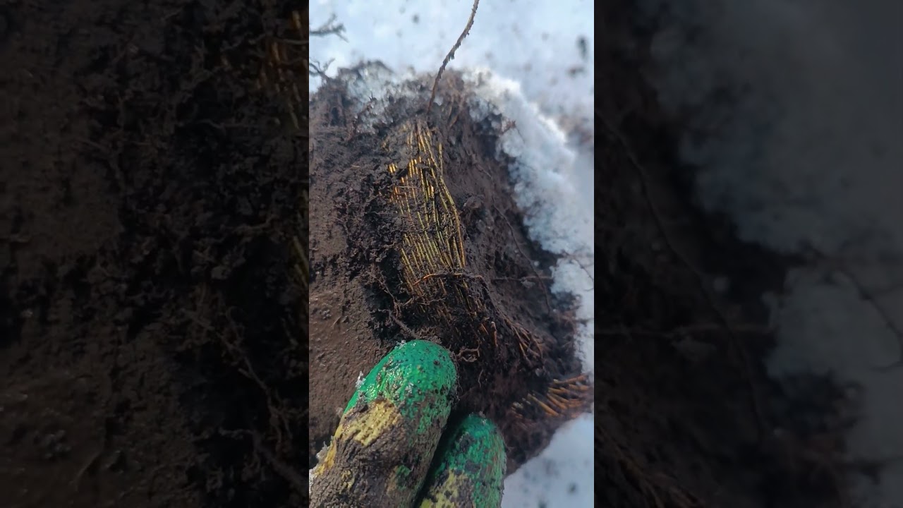 Не фартануло #metaldetecting #коп #metaldetector #копателибеларуси