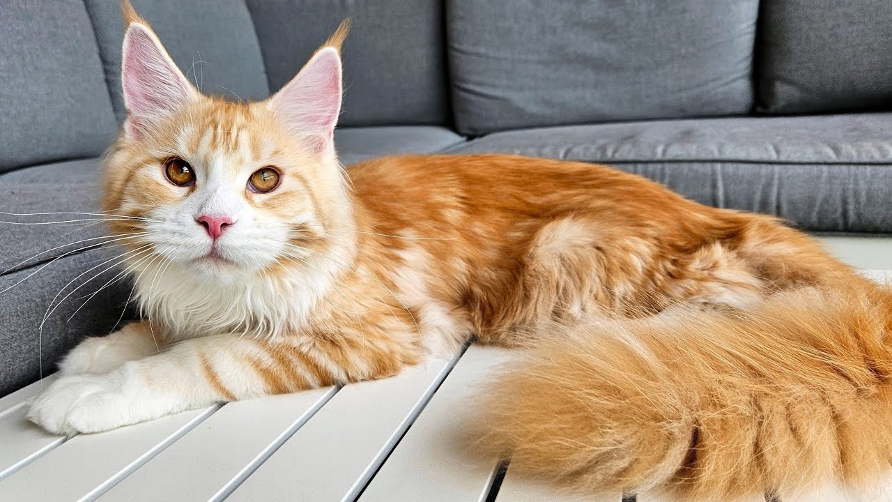 Maine Coon Kitten Ada - 6 Months Old!