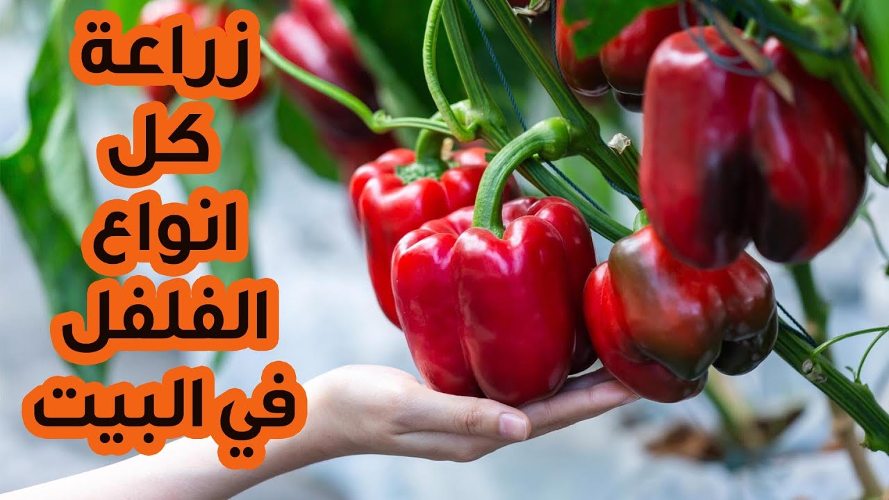 الطريقة الاسهل لزراعة كل انواع الفلفل في البيت .. بمنتهي السهولة من البذرة حتي الحصاد