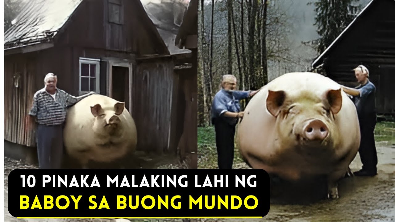 10 Pinaka Kakaiba at Pinaka Malaking Lahi ng Baboy sa Buong Mundo