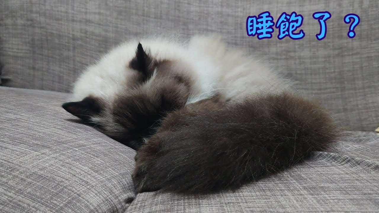 喜馬拉雅貓超萌又可愛的各種睡姿，貓咪一天要睡十幾個小時，樣子千姿百態。
