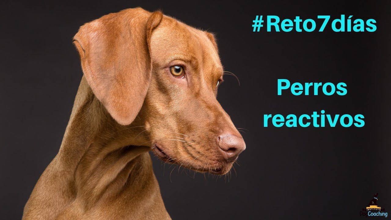 4º vídeo del #Reto7 días Perros Reactivos