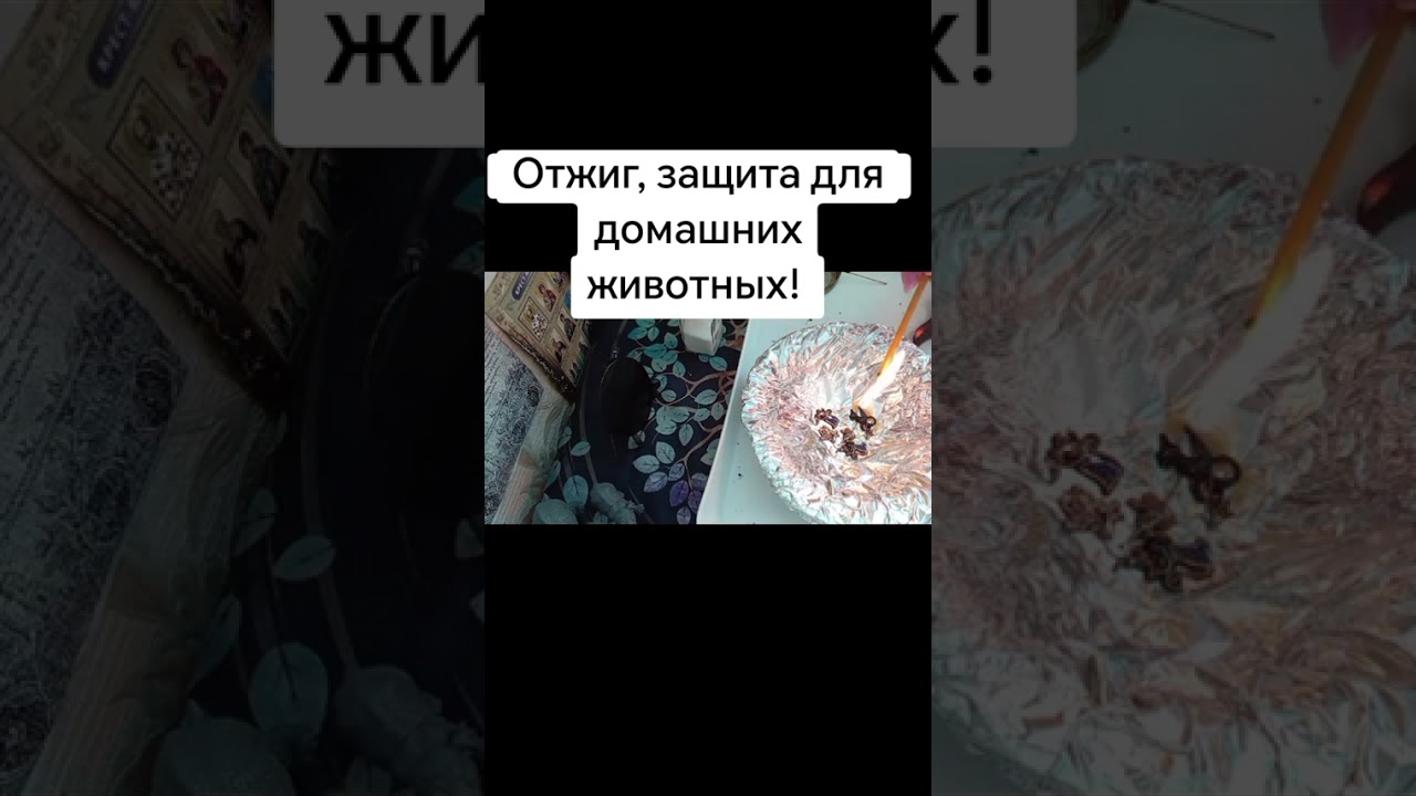 Отжиг и защита домашних животных! #каралепэска #домашниеживотные #животное #животные #защита #магия 
