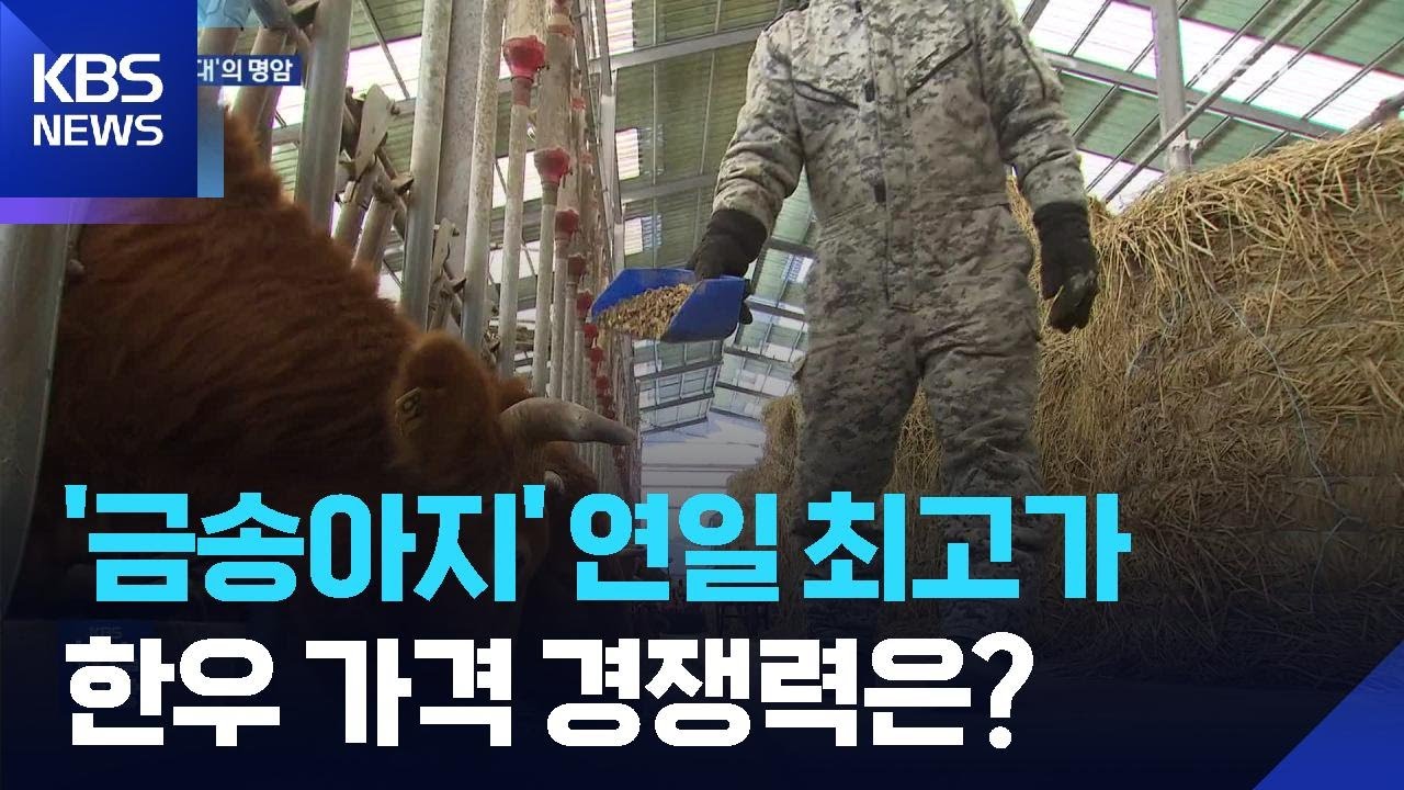 한 마리에 500만 원…‘금송아지 시대’의 명암 / KBS  2026.03.20.