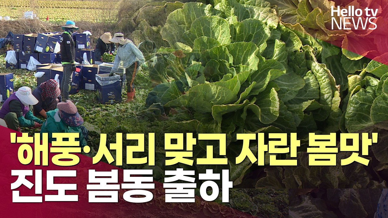 '해풍·서리 맞고 자란 봄맛'…진도 봄동 출하 한창ㅣ#헬로tv뉴스