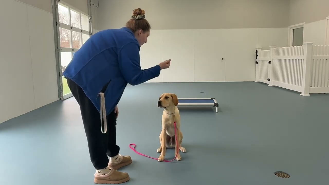 Junior- Working on sit, wait, down, place, leave it, look, come, gentle, off, and leash walking