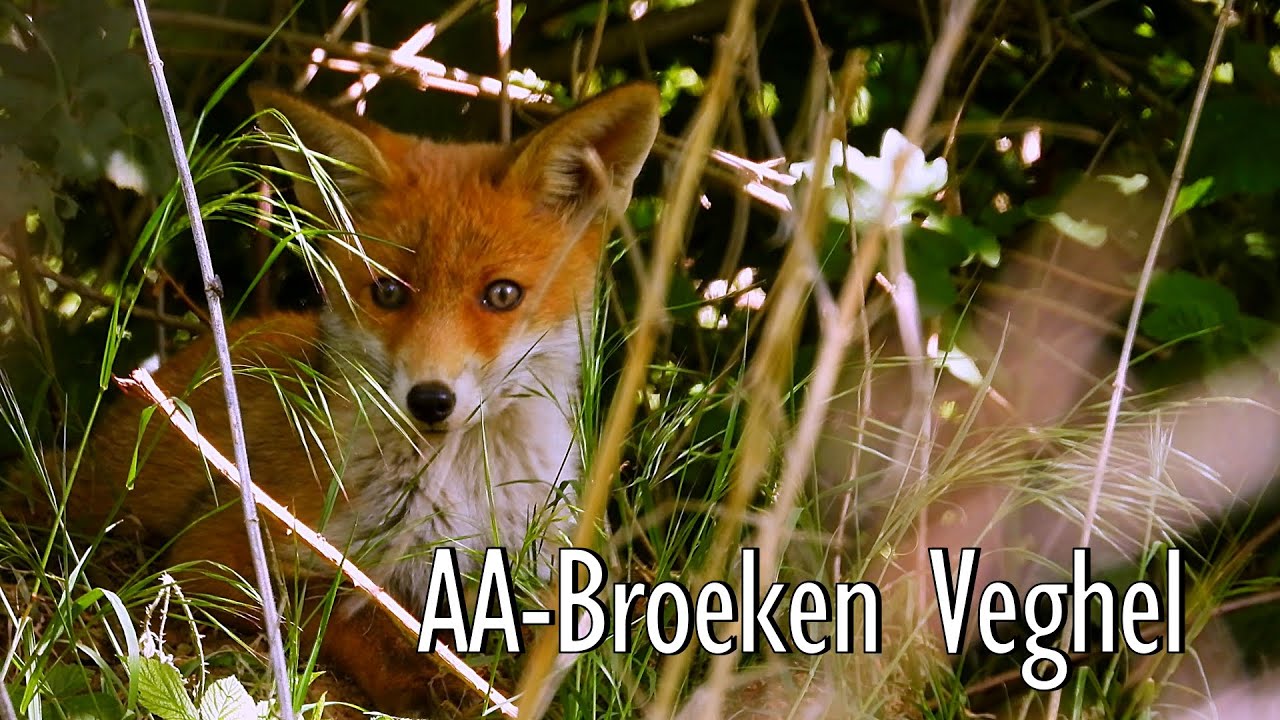 Aa-broeken Veghel