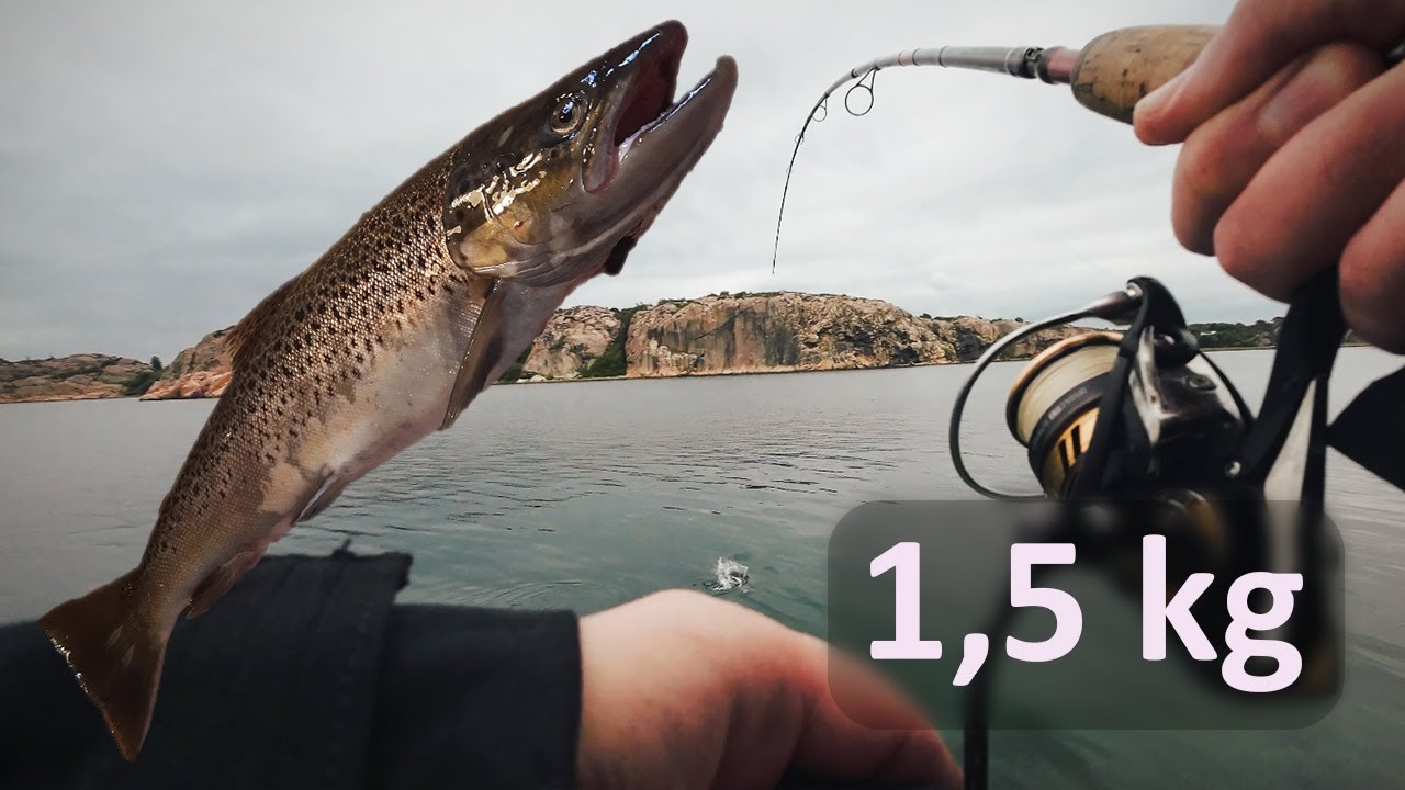 Höstfiske på Västkusten