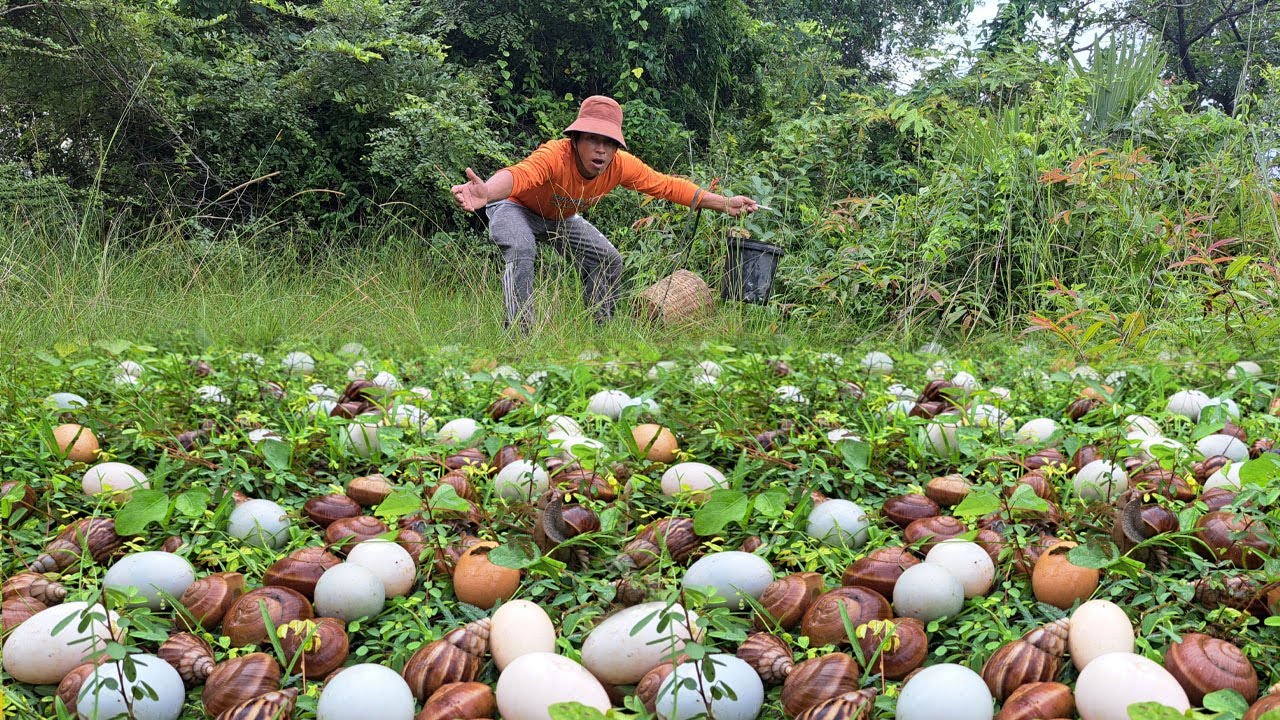 OH unique! Harvesting duck eggs, a lots of on the at field by best hand a farme