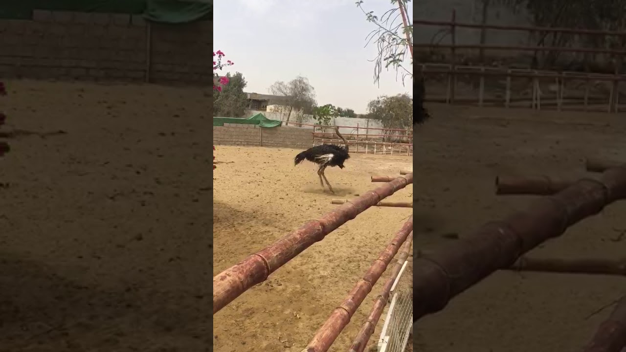 Ostrich dance