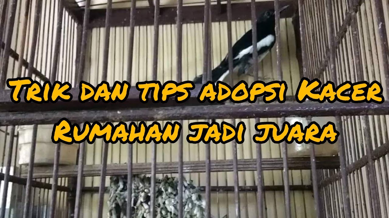 Rahasia memilih Kacer rumahan