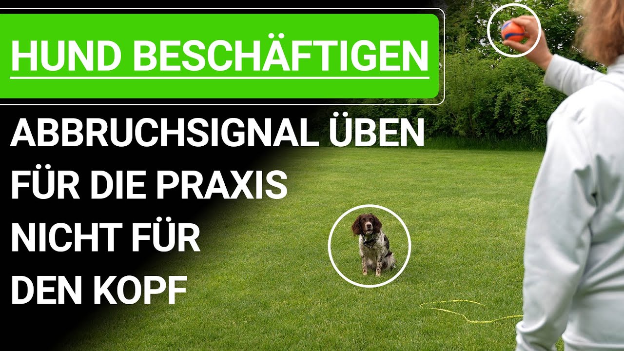 🐶 Hund beschäftigen ➡️ Abbruchsignal üben für die Praxis nicht für den Kopf ➡️ Praxisvideo 🐶✔️