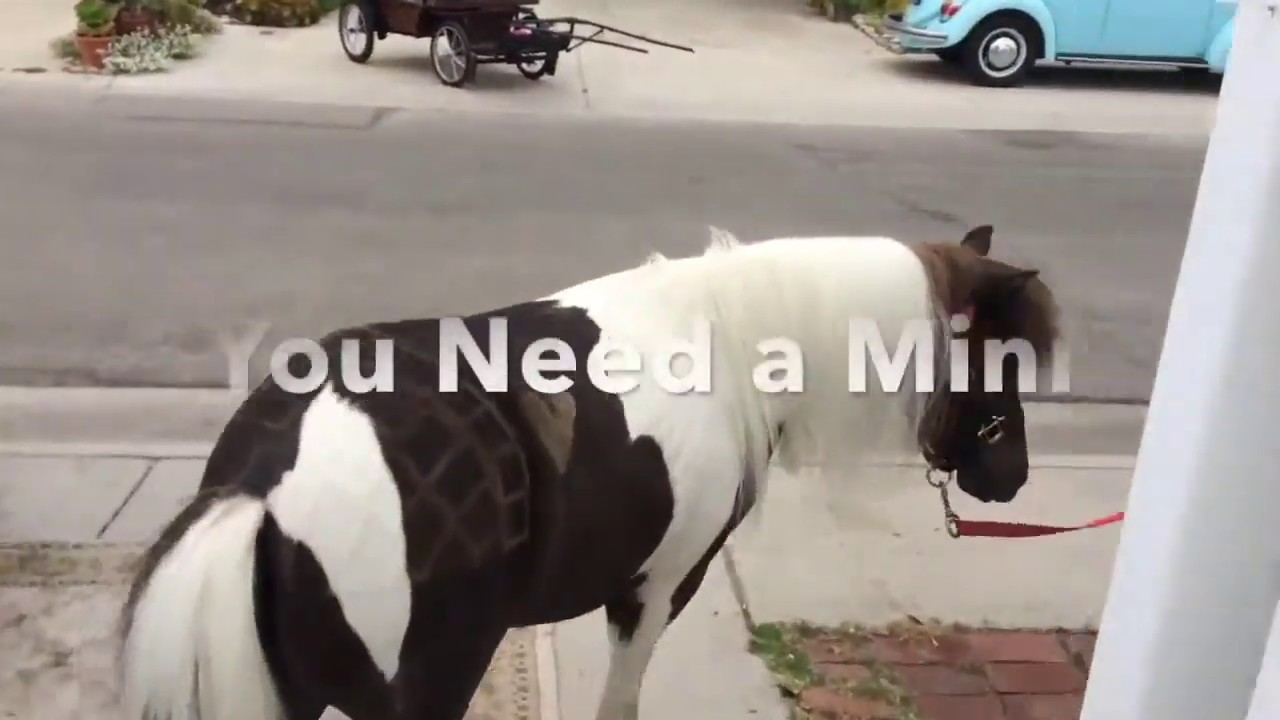 Building Mini Horse Carriage