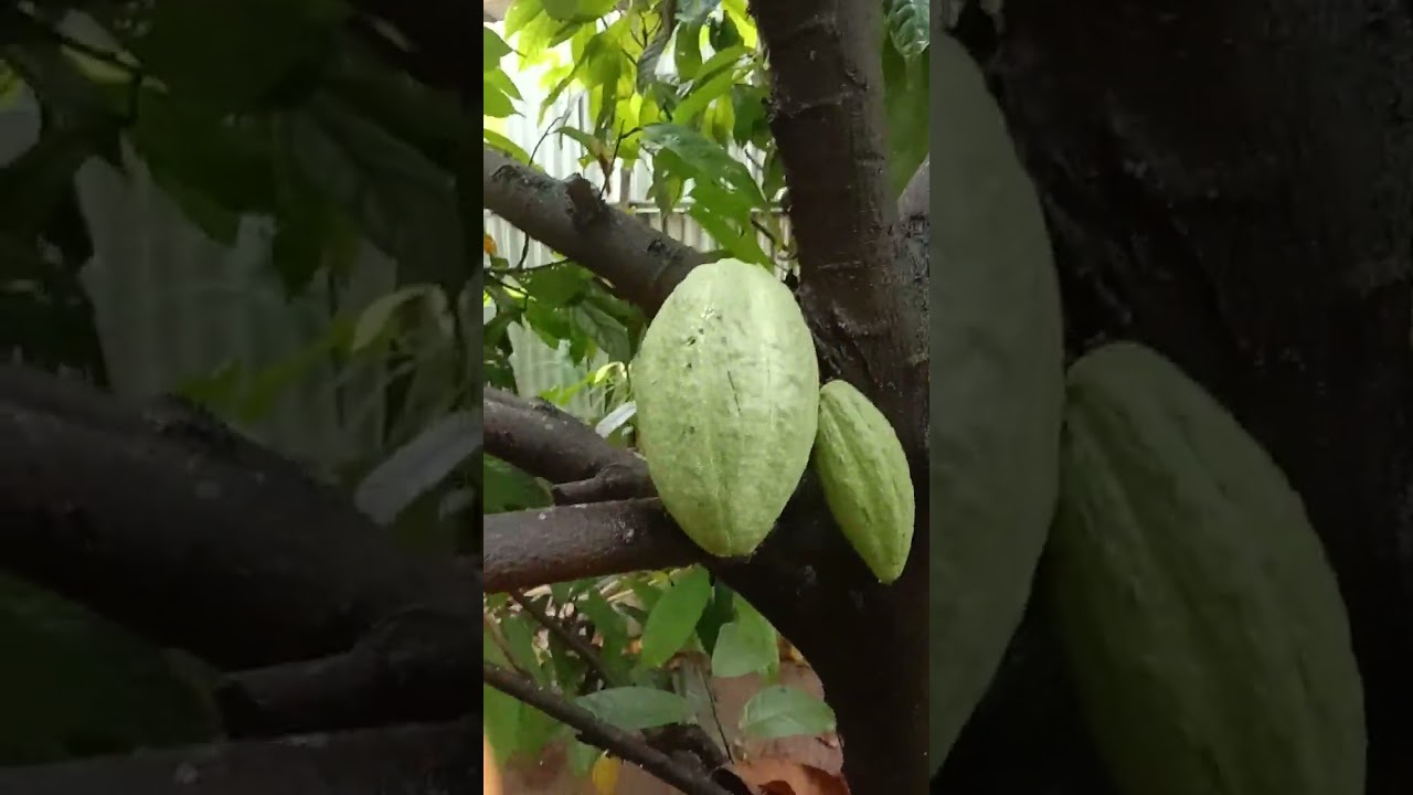 Panen buah coklat dan melihat buah pisang morosobo 