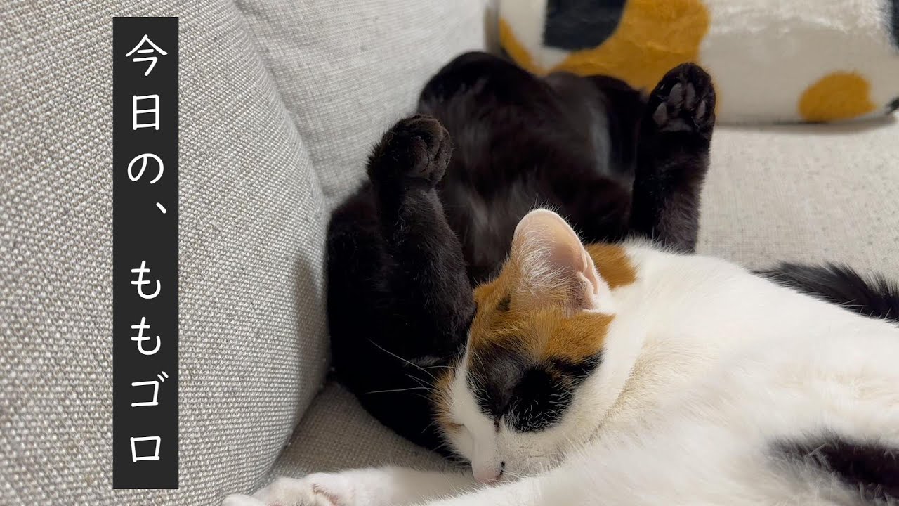 踏まれながらソファーで寝ている猫【三毛猫】【黒猫】