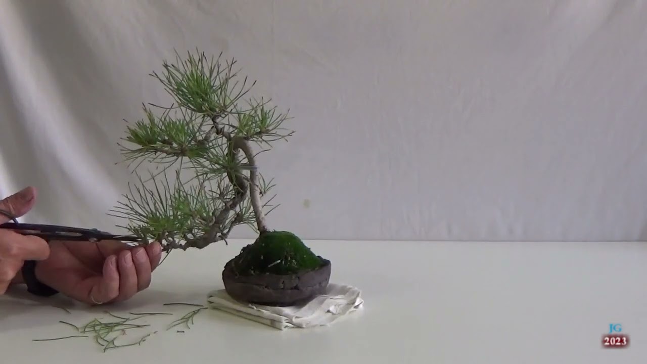 PINUS THUNBERGII  MAME de Pino negro japonés  Tras Mekiri a Hagari  Octubre 2023  Técnicas cultivo f