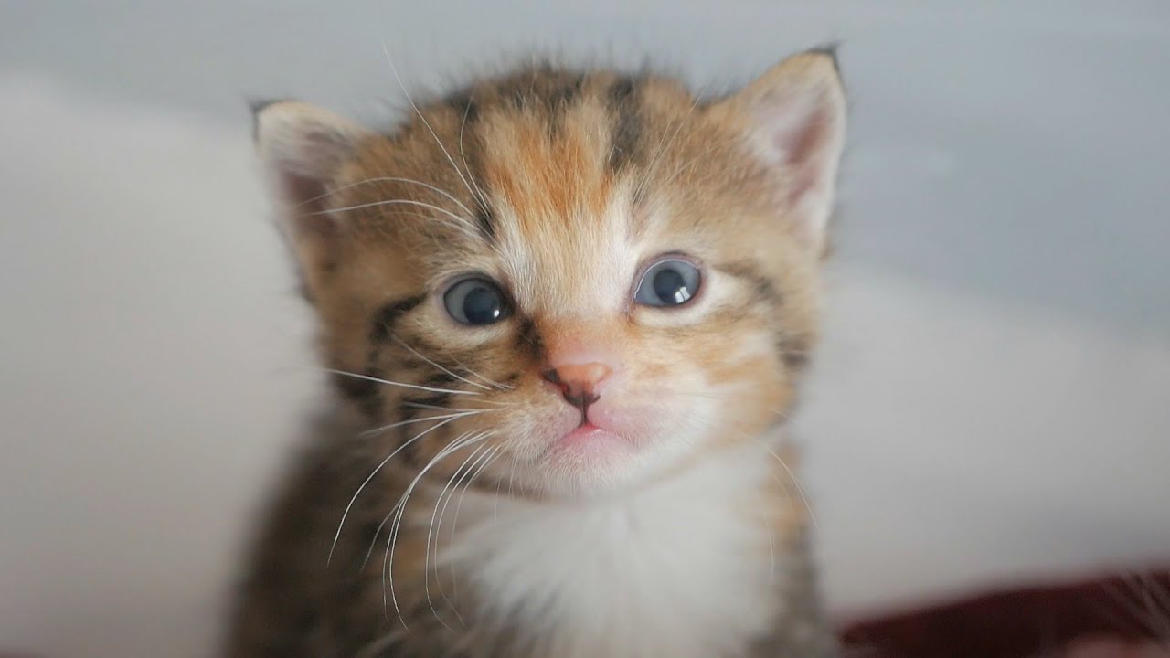 Four Little Warriors Playtime | Newborn Kittens Raised By Human