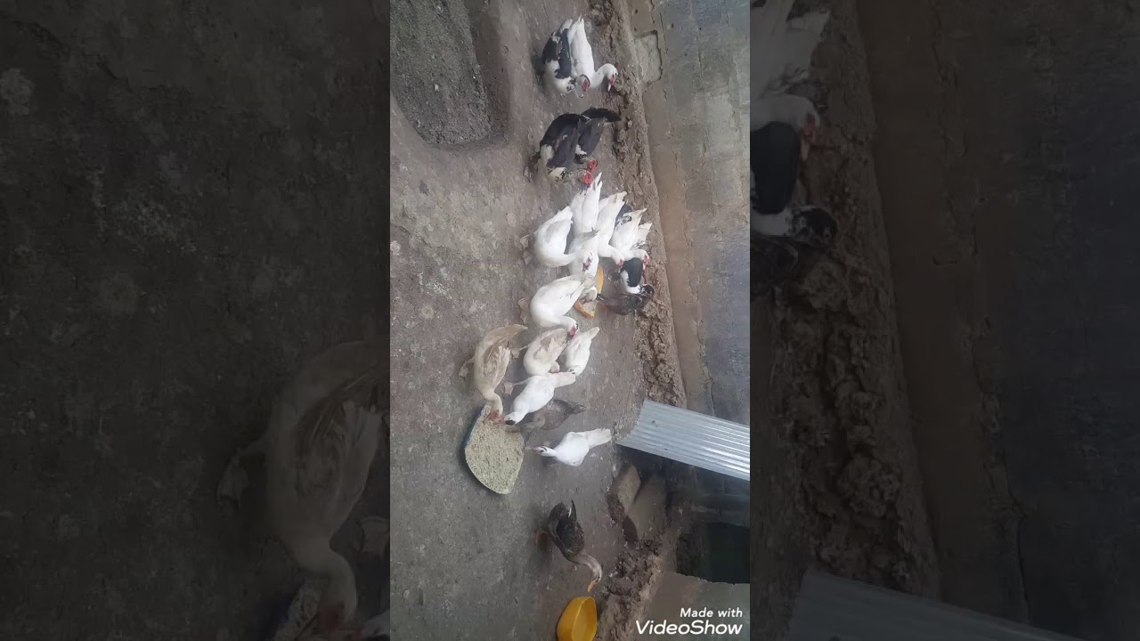 Angalia jinsi ya ufugaji wa bata kanari bukini bata mziga na bata tope