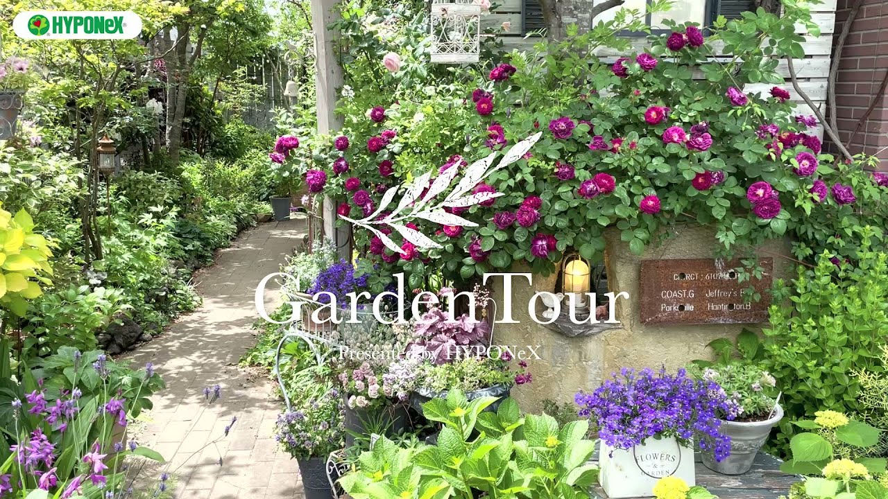 🕊Garden Tour🕊74：ランブラーローズの季節から、アジサイの季節へと季節の移り変わりが楽しめる、人にも鳥や虫にも安心して過ごせる無農薬栽培にこだわったお庭