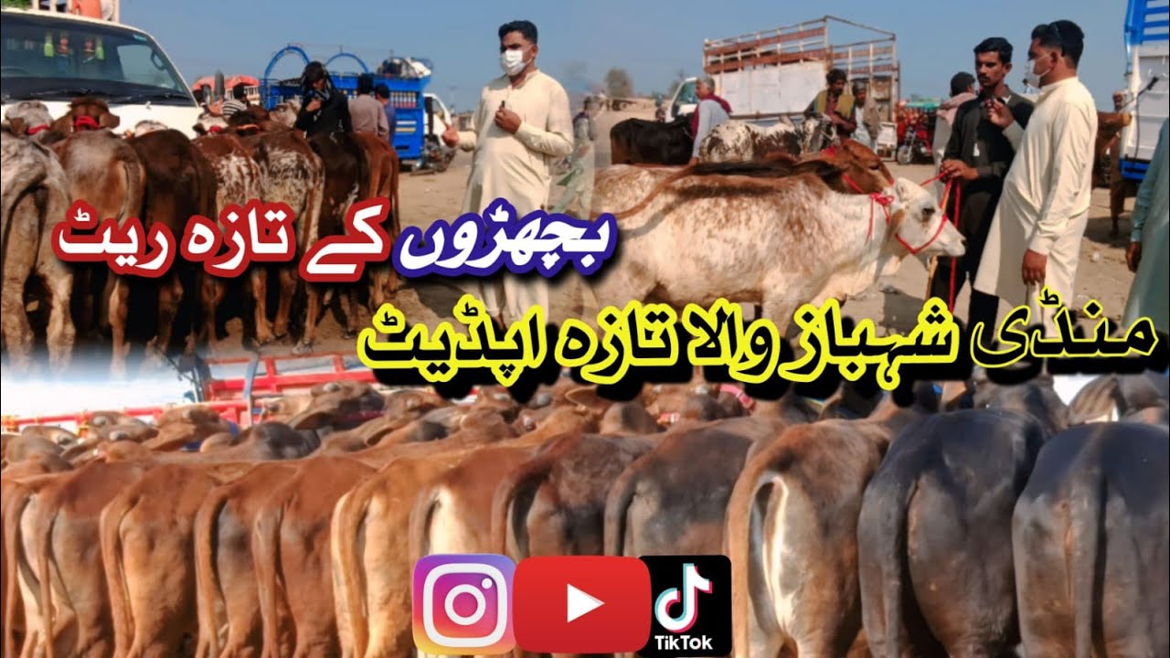 Shahbaz Wala Mandi Bachray Rate Today 2026 | Live Update | Qavi Baba Bahawalnagar