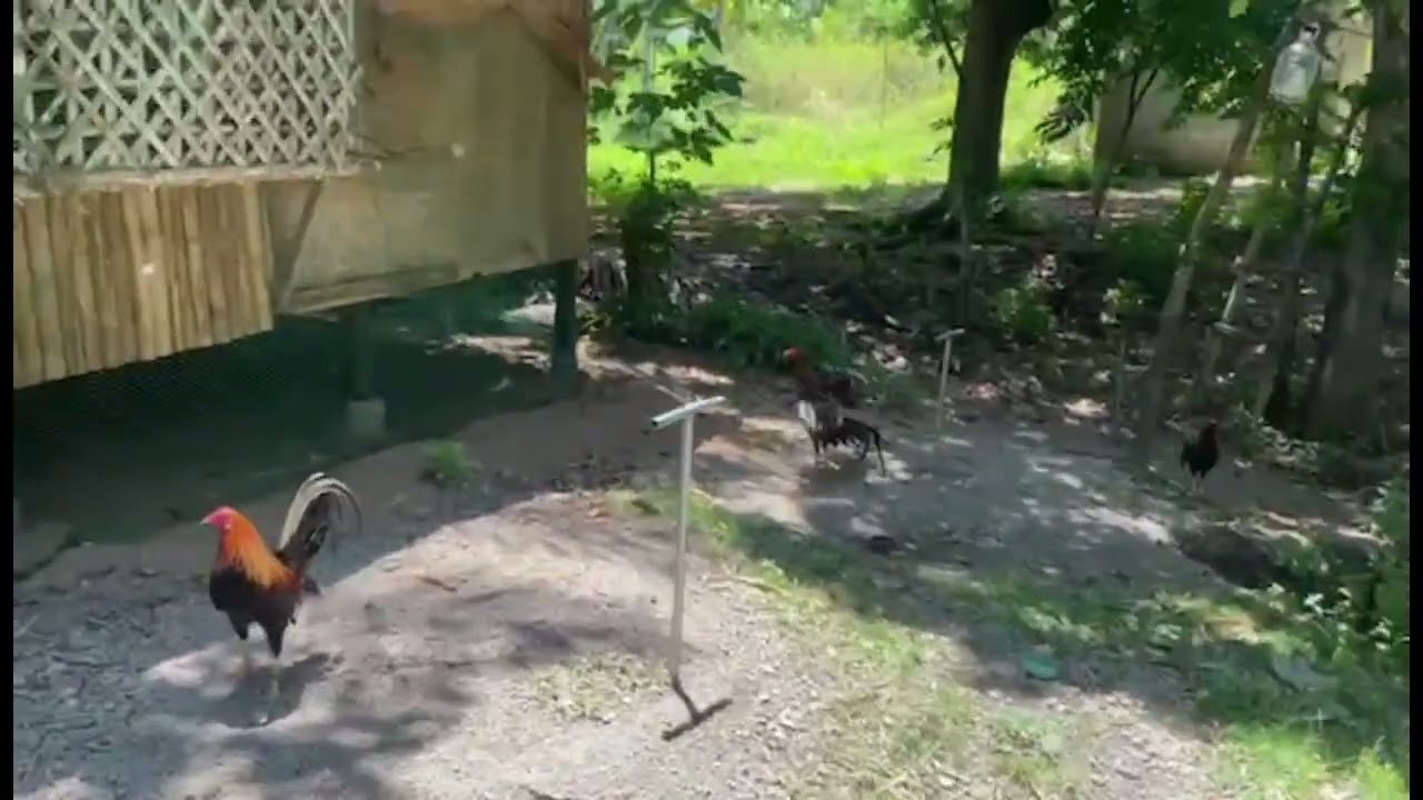 E.B. Clan, GameFowl