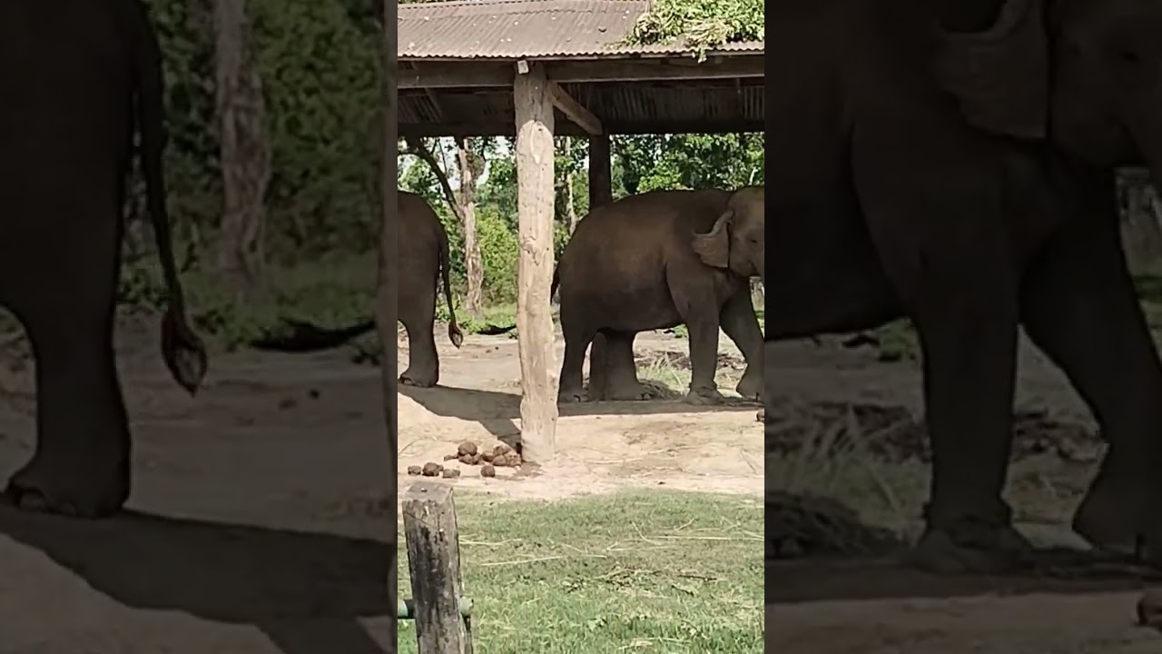 Chitawan Elephants Birthing center #music #travel #nature #birthing #turisum #wildlife